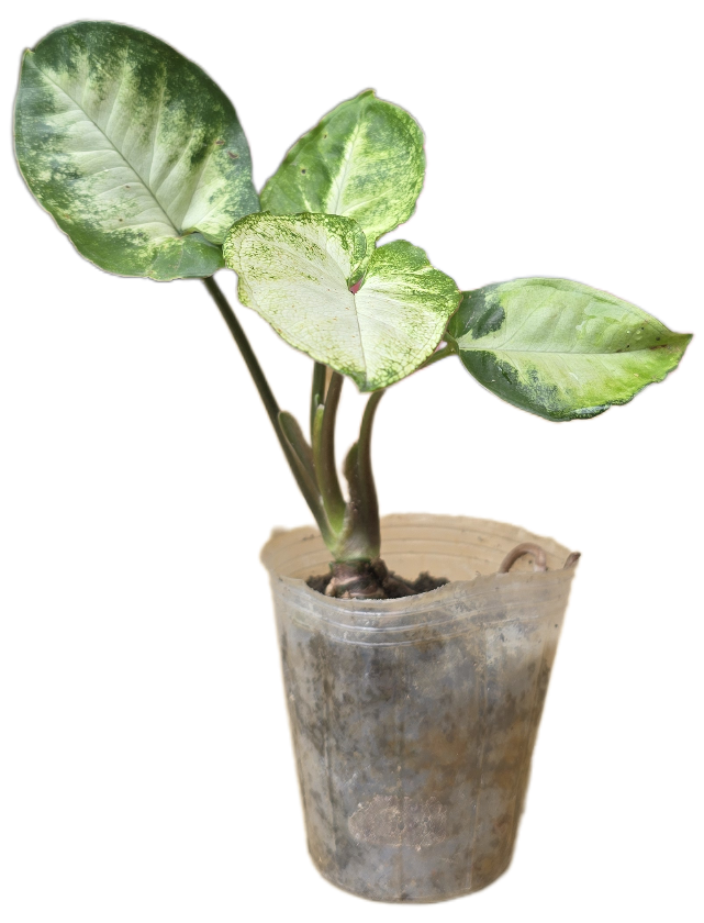 合果芋3吋盆